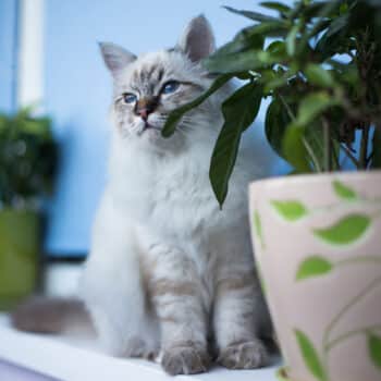 Plantas “pet friendly”, seguras para seus pets