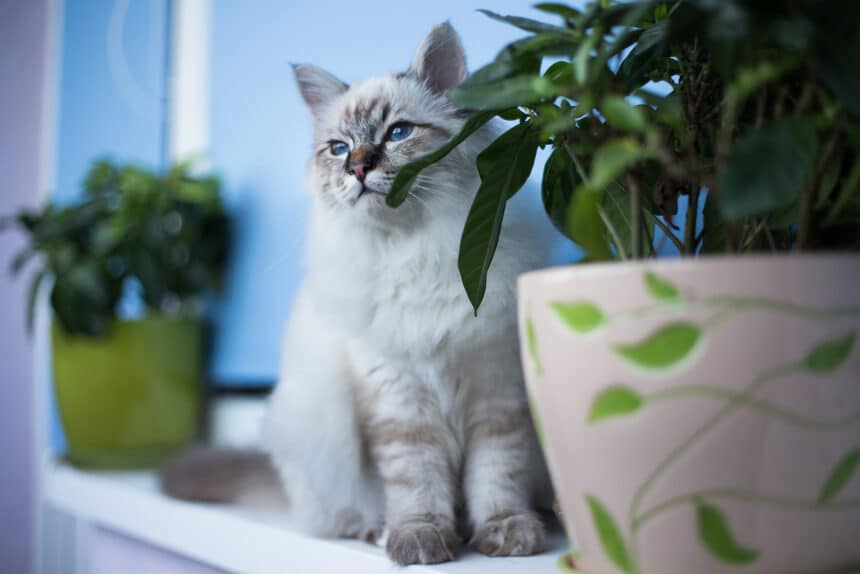 Plantas “pet friendly”, seguras para seus pets