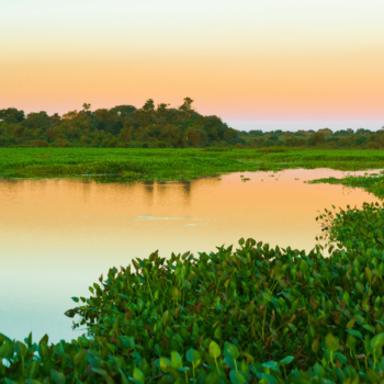 Turismo no Pantanal Mato-grossense